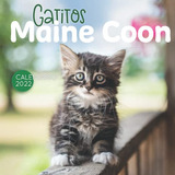 Gatitos Maine Coon Calendario 2022: Calendario 12 Meses 2022