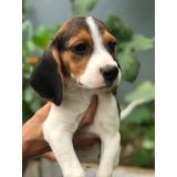 Beagle Fêmea Lindas Filhotes