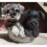 Cachorro Schnauzer Mini. Estancia La Nicola 10