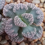 1 Titanopsis Calcárea Ex Cm97 (cactus Piedra/suculentas)