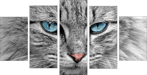 Quadro Decorativo Gato Dos Olhos Azuis Felino P/ Sala Quarto