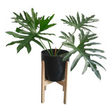 Planta Wambe Philodendron Misionero Xl + Maceta Grande + Pie