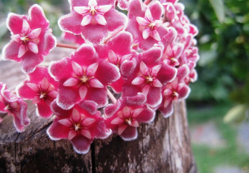 Plantas Hoya Variegada 