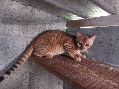 Gato Jovem Macho Da Raça Bengal