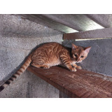 Gato Jovem Macho Da Raça Bengal