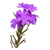 Verbena Morada Rastrera Glandularia Dissecta Planta Nativa