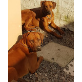 Hermosos Cachorros Rhodesian Ridgeback Con Papeles (fca)