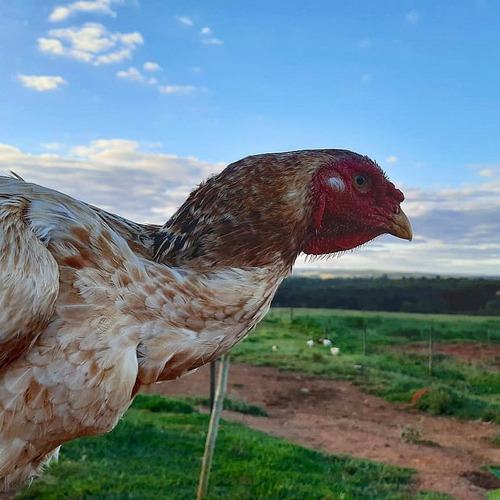 Ovos De Índio Gigante ( Galados )