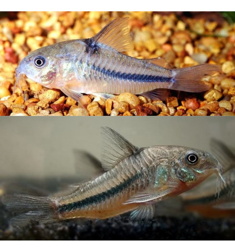 Peixe Corydoras Nattereri Kit Com 2 - Peixe De Fundo