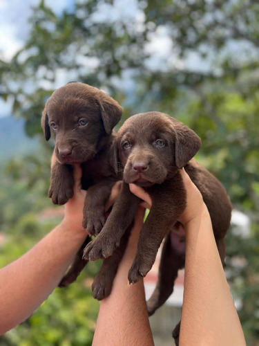 Labrador Chocolate