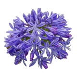 Bulbos 5 Pz De Agapando Color Violeta Listo Para Sembrar