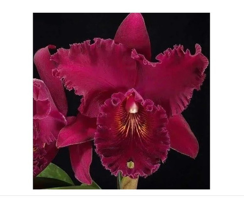  Vermelha Cattleya Blc Chia Lin New City Adulta