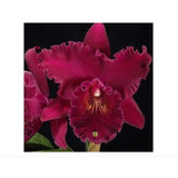  Vermelha Cattleya Blc Chia Lin New City Adulta