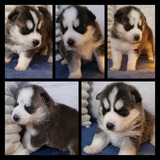 Husky Siberiano Cachorros 