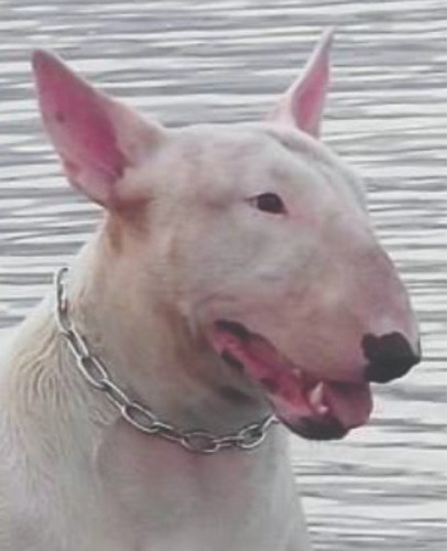 Bull Terrier - Downface - Filhotes