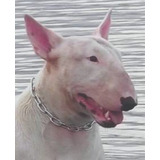 Bull Terrier - Downface - Filhotes