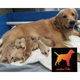 100% Puras Golden Retriever Robustas Garantia Escrita