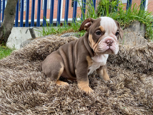 Cachorro Bull Dog Inglés Chocolate Animal Pets Colombia 