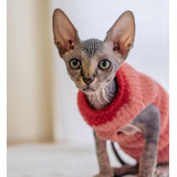 Gato Sphynx (gato Sin Pelo) 