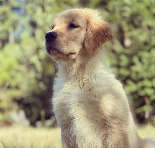 Cachorros Golden Retriever Padres Inscritos Listos 