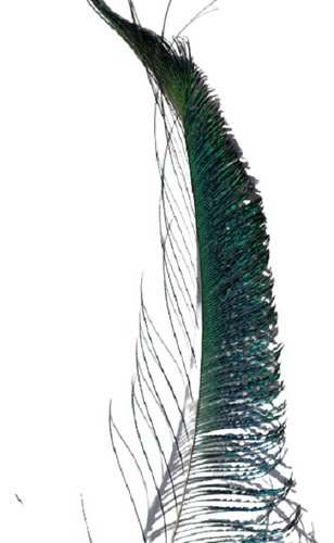  Plumas Espada Material Atado Mosca Pavo Real Peacock Swords