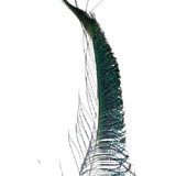  Plumas Espada Material Atado Mosca Pavo Real Peacock Swords