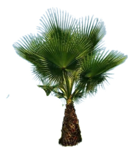 Palmera Washingtonia Filifera  (palmera De California) 15lts