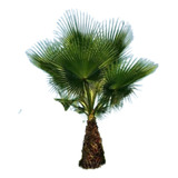 Palmera Washingtonia Filifera  (palmera De California) 15lts