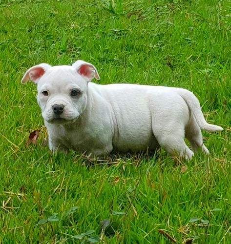 Filhotes De American Bully 