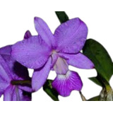 Orquidea Cattleya Walkeriana Cambara