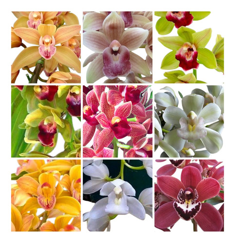 Kit 10 Mudas Orquideas Cymbidium Pendentes Promoção