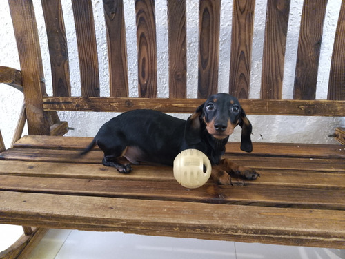 Perritos Salchichas Daschound Minitoy's 