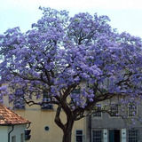 Semillas Paulownia Kiri Alta Germinación Envío A Todo Chile