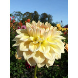 50 Semillas De Dahlia Amarillo 