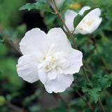 25 Sementes Hibisco Da Siria Hibiscus Syriacus Branco 