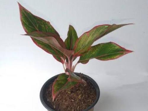 Aglaonema Var. Lipstik