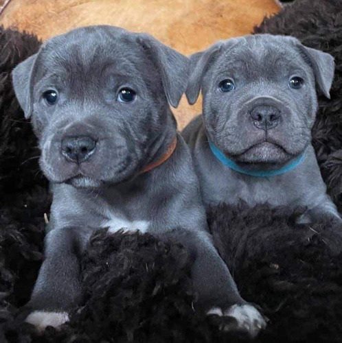 Cachorras Pitbull Blue