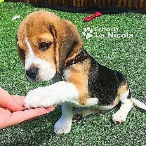 Cachorro Beagle Tricolor 8