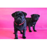 Ilustre Pug Hembra Criadero Saint Daniel 22