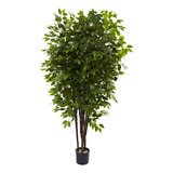 Nearly Natural 5402 - Rbol De Ficus De Lujo De 6.5 Pies, Ver