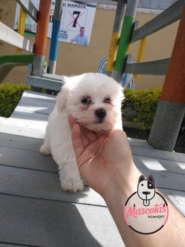 Bichon Maltes Venta En Bogota