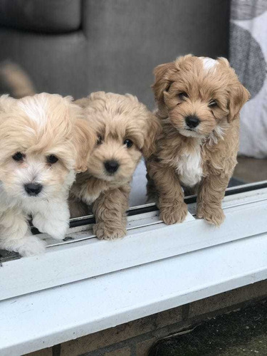 Maltipoo Cachorros Auténticos Garantizados 