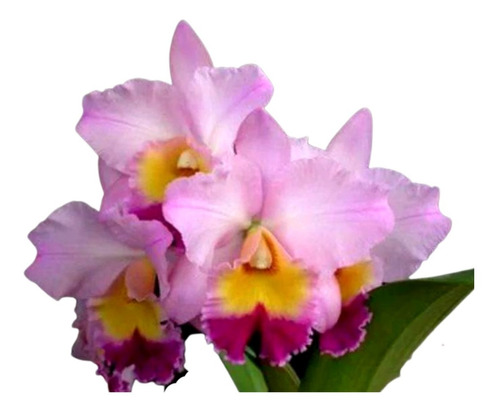 Orquídea Potinara William Farrel Pastel Parade Adulta