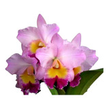 Orquídea Potinara William Farrel Pastel Parade Adulta