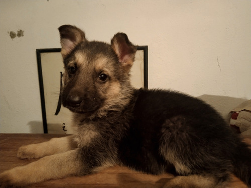 Cachorros Pastor Alemán Mes Y Medio De Edad