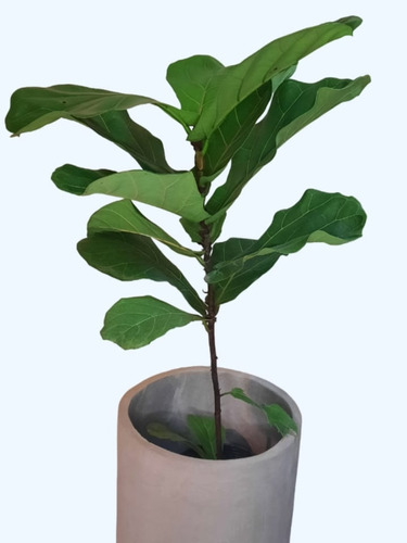 Ficus Pandurata + Maceta Cilindro 30x30 Con Tierra 