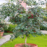 Frutal Guayaba Japonesa O Guayaba Fresa Enano Para Maceta