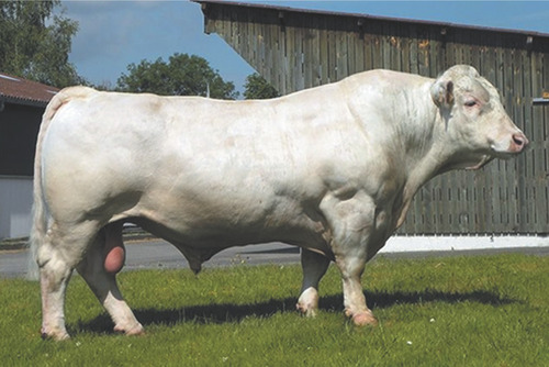 Semen Bovino Charolais - Bastion  ( Toro Sexado )