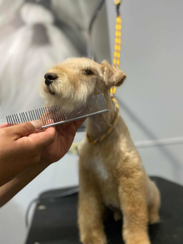 Cachorro Ejemplar Lakeland Terrier