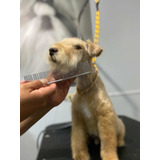 Cachorro Ejemplar Lakeland Terrier